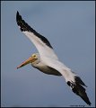_1SB6515 american white pelican